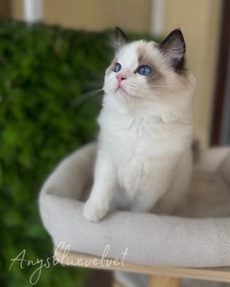Cucciolo di Ragdoll con pedigree