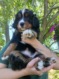 Cucciola bovaro del bernese