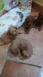 Cucciolo barboncino nano