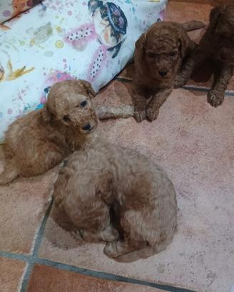 Cucciolo barboncino nano