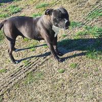 Staffordschire bull terrier