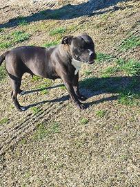 Staffordschire bull terrier