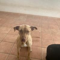Cagnolina amstaff