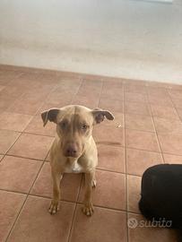 Cagnolina amstaff