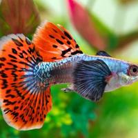 Guppy Dumbo Mosaico Platinum