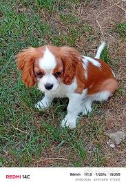 Cavalier king