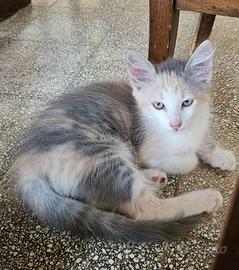 Coppia di gattini