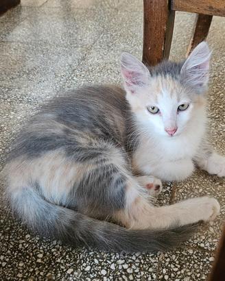 Coppia di gattini