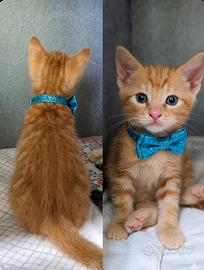 Piccoli leoncini tigrati