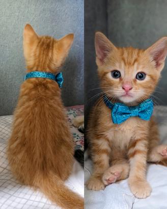 Piccoli leoncini tigrati