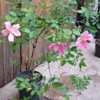 Rosa chinensis mutabilis, rosa arcobaleno 