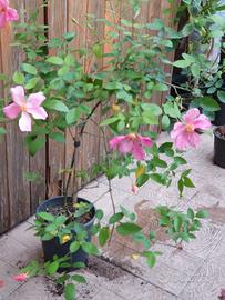 Rosa chinensis mutabilis, rosa arcobaleno 