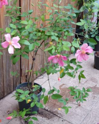 Rosa chinensis mutabilis, rosa arcobaleno 