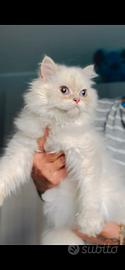 cucciolo di British longhair 