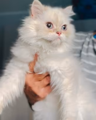 cucciolo di British longhair 