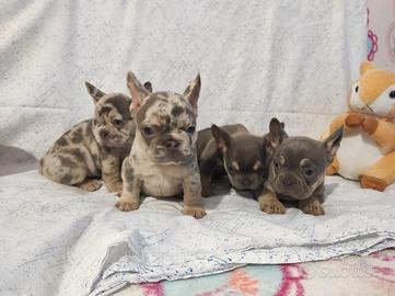 Cuccioli di Bulldog Francese blu