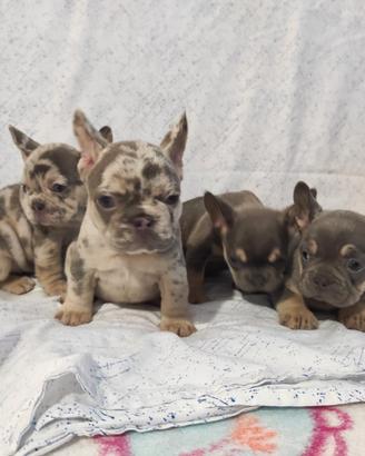 Cuccioli di Bulldog Francese blu