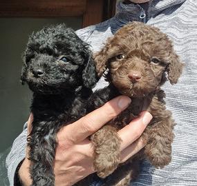 Barboncino cuccioli toy e nani cioccolato e nero