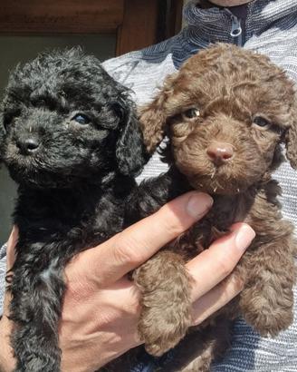 Barboncino cuccioli toy e nani cioccolato e nero
