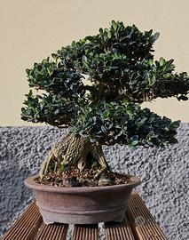 bonsai di bosso