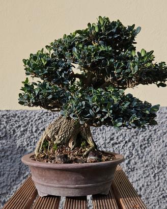 bonsai di bosso