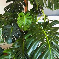 Pianta Monstera gigante foglie da 55cm