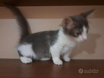 Gattini Munchkin, zampe corte
