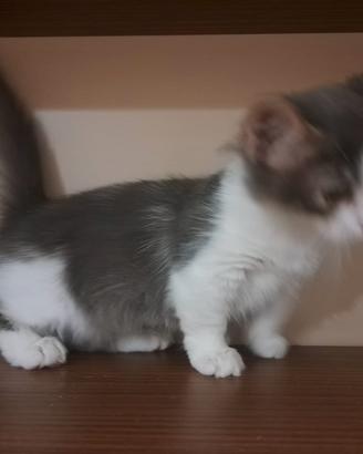 Gattini Munchkin, zampe corte