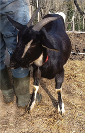 Capre gravide più Becco