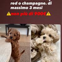 Cucciolo cane