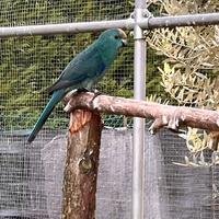 Kakariki Maschio