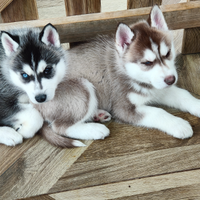 Siberian husky originali padre pedigree ENCI