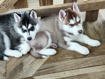 Siberian husky originali padre pedigree ENCI