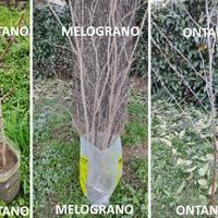 Arbusti vari da fiore e piante alto fusto