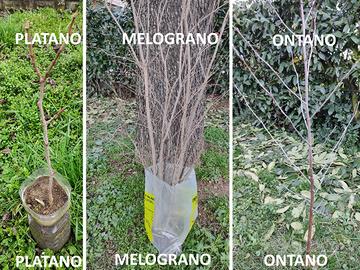 Arbusti vari da fiore e piante alto fusto