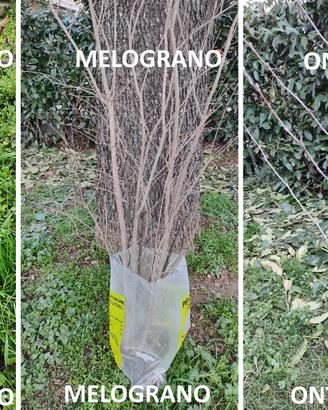 Arbusti vari da fiore e piante alto fusto