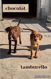 Cuccioli taglia media