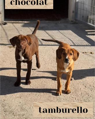 Cuccioli taglia media