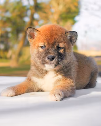 Cucciolina femmina di Shiba Inu rossa