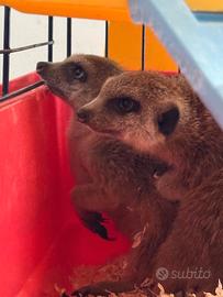 Coppia di Suricati giovani