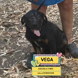 Vega cucciola 4 mesi incrocio rottweiler corso