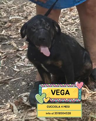 Vega cucciola 4 mesi incrocio rottweiler corso