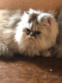 Persiano