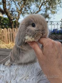 Conigli minilop cuccioli