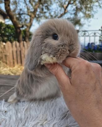 Conigli minilop cuccioli