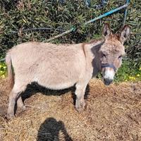 Coppietta asinelli sardi