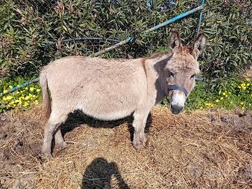 Coppietta asinelli sardi