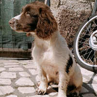 Springer