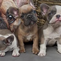 Bulldog francese Blue fawn con bianco