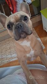 Bulldog francese per monta